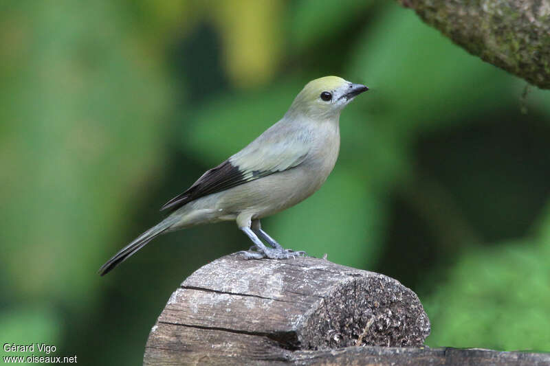 Tangara des palmiersadulte, identification