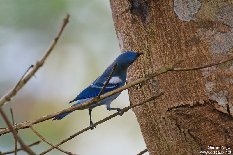 Blue-grey Tanageradult