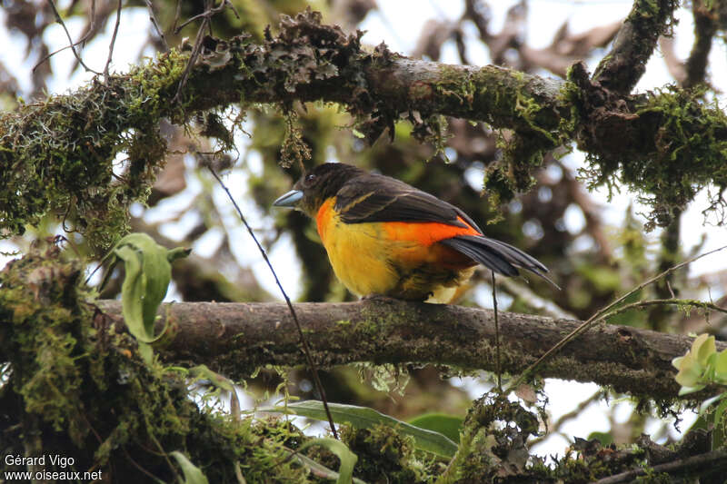 Flame-rumped Tanager female adult, identification