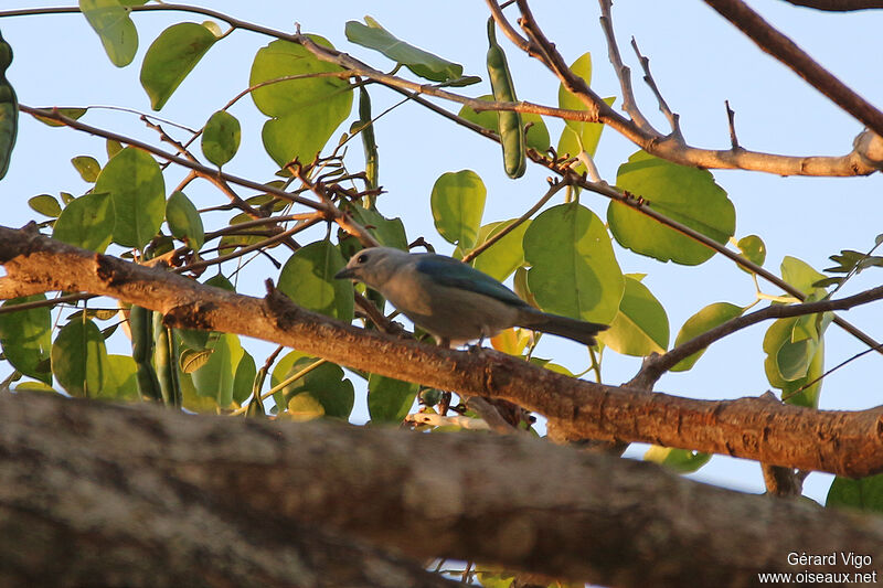 Tangara glauqueadulte