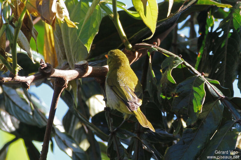 Tangara guira femelle adulte