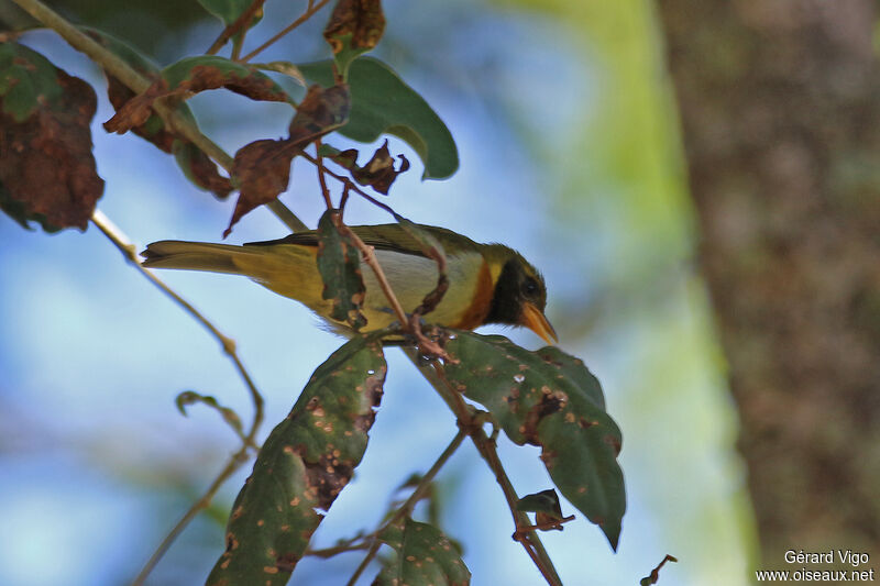 Guira Tanager male adult