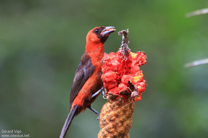 Masked Crimson Tanagerimmature, identification