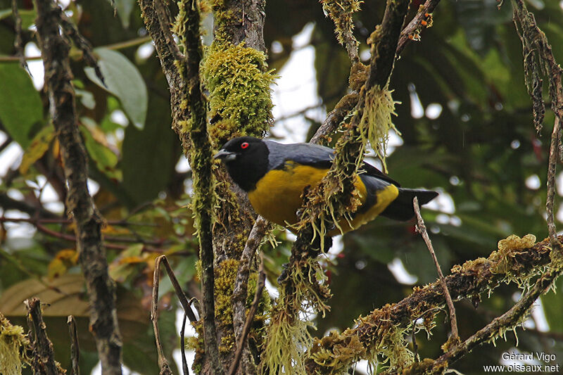 Tangara montagnardadulte, habitat, pigmentation