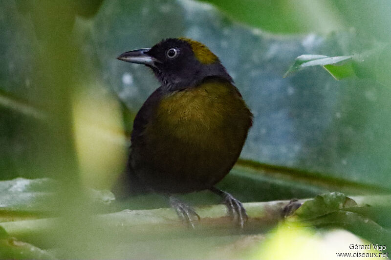 Dusky-faced Tanageradult