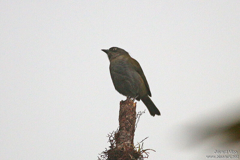 Dusky Chlorospingusadult