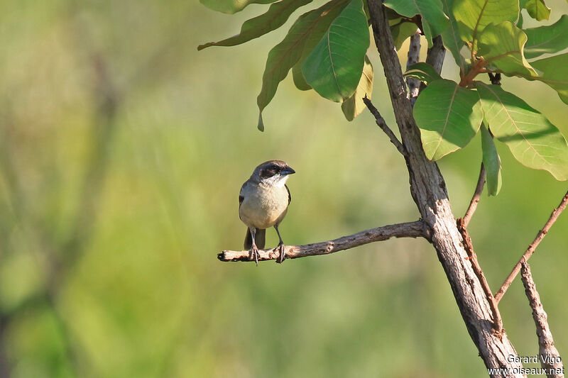 Shrike-like Tanageradult