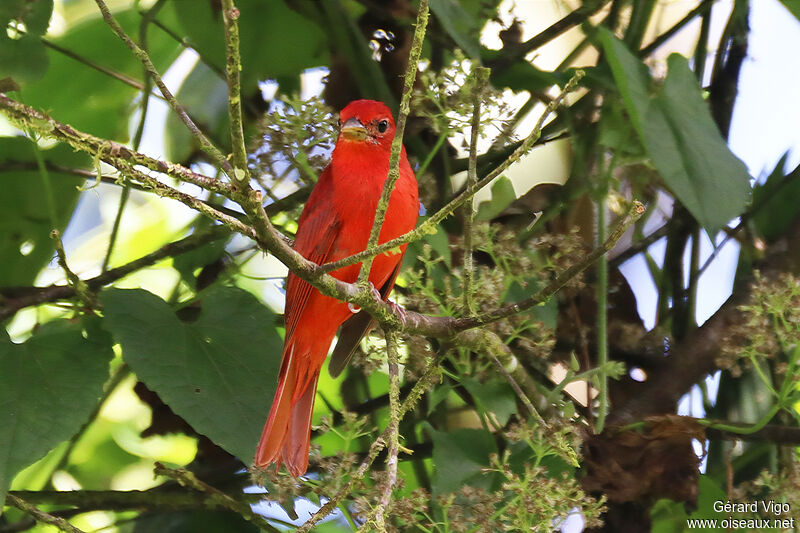 Summer Tanager male adult