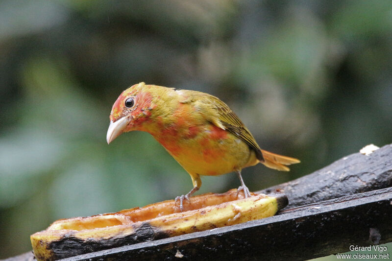 Tangara vermillon mâle immature