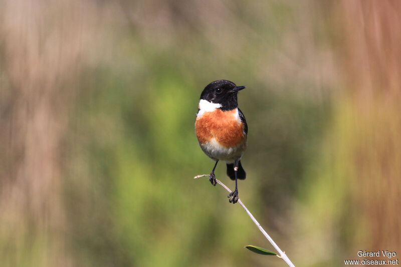 European Stonechat male adult breeding