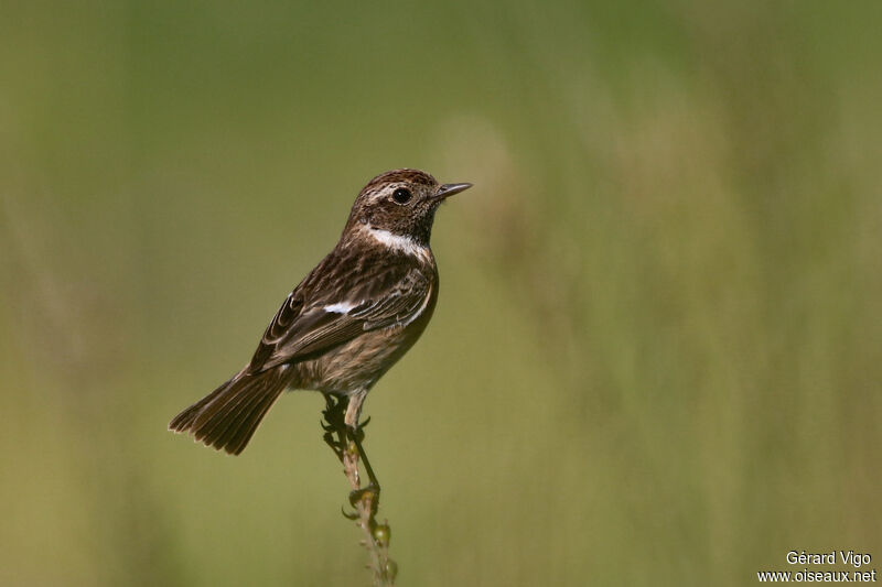 European Stonechat female adult breeding