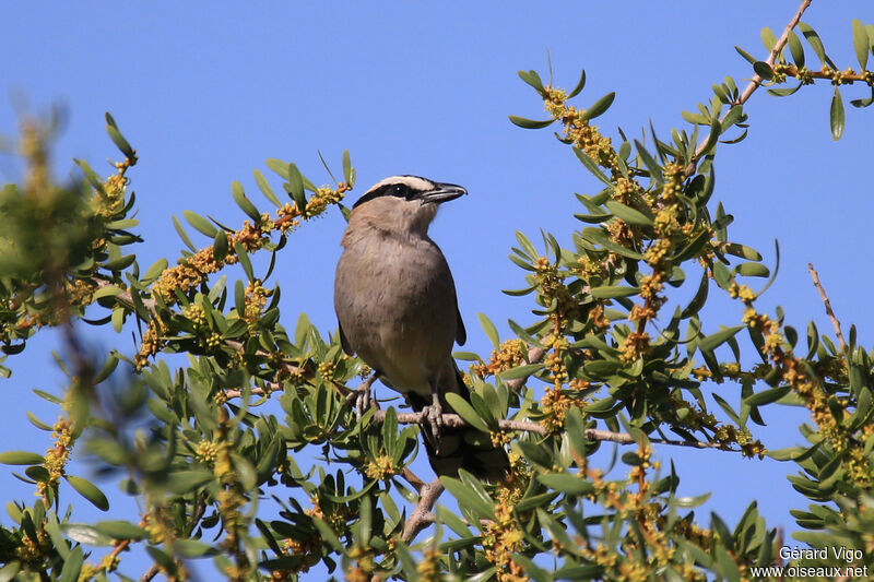 Black-crowned Tchagraadult