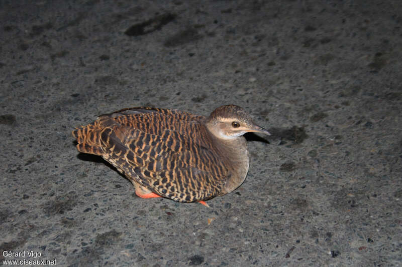 Tinamou à grands sourcilsadulte