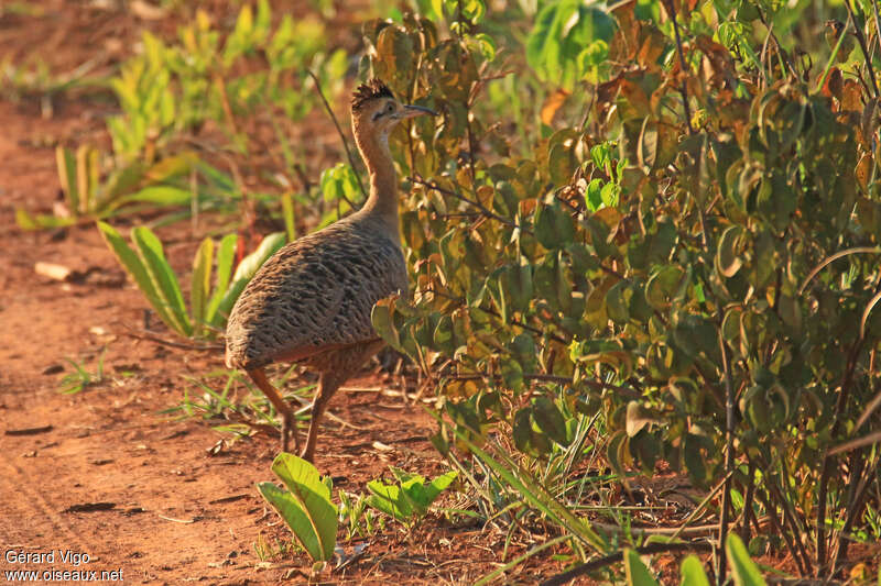 Tinamou isabelleadulte, identification