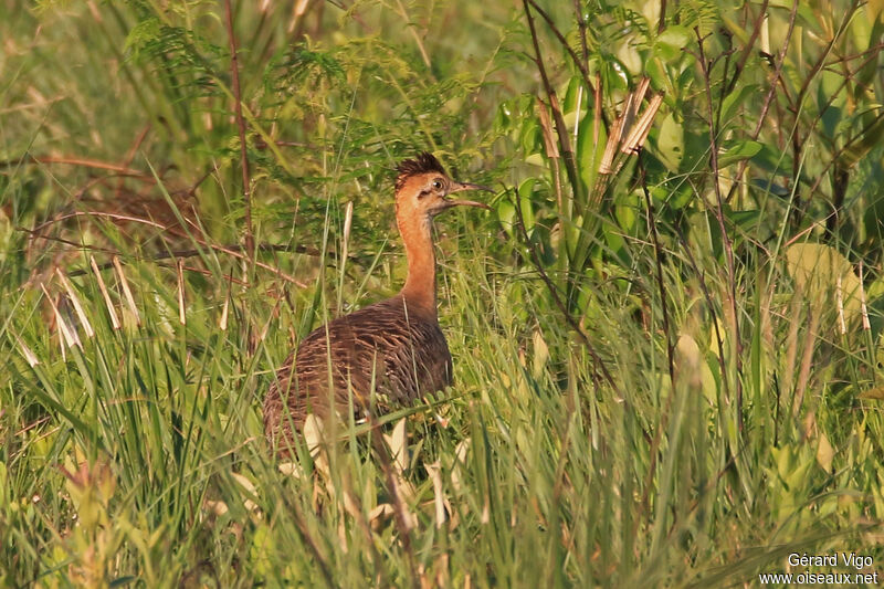 Tinamou isabelleadulte