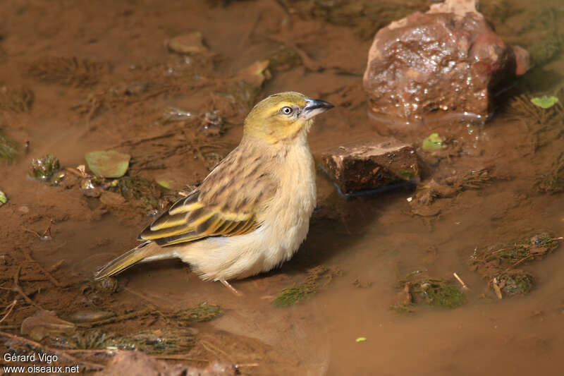 Black-headed Weaver female adult breeding, identification