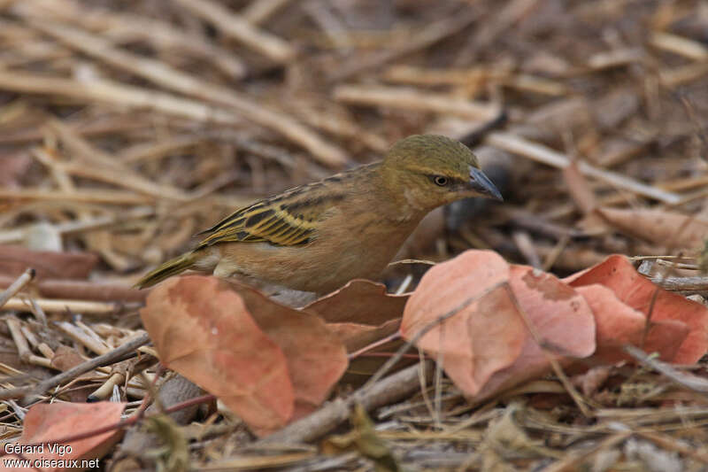 Black-headed Weaver female adult, pigmentation