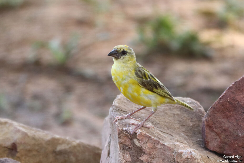 Tisserin à tête rousse mâle juvénile