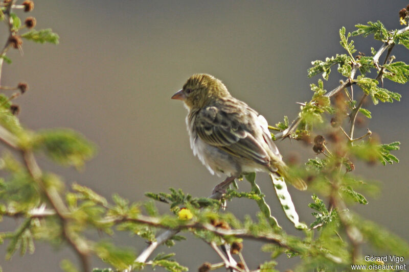 Rüppell's Weaver female adult