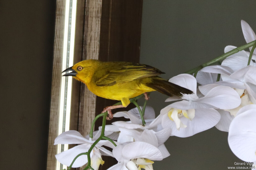 Tisserin safranadulte