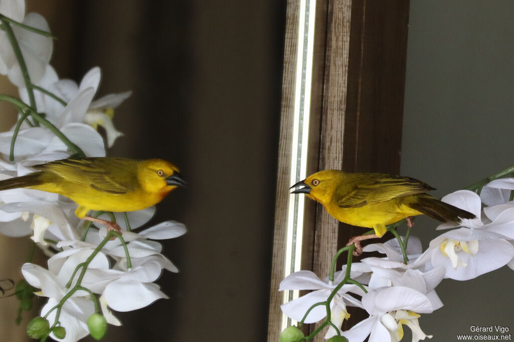 Tisserin safranadulte