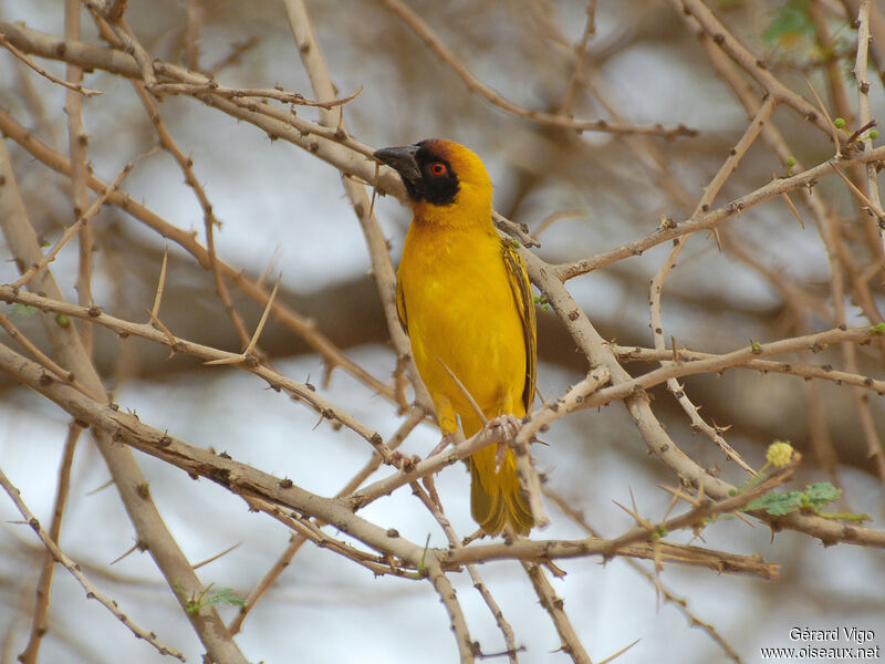 Vitelline Masked Weaver male adult