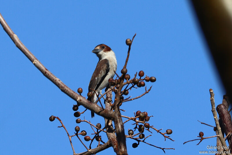 Black-crowned Tityra female adult