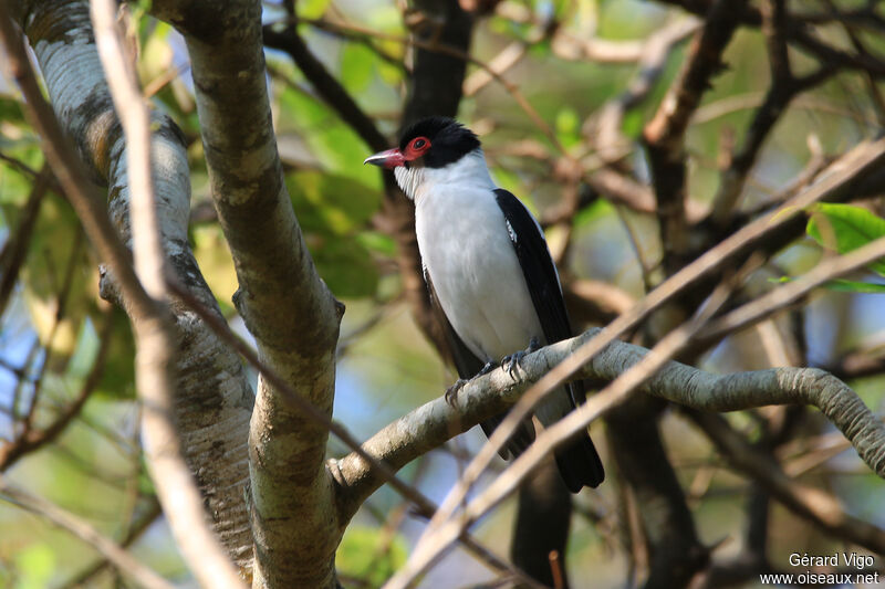 Black-tailed Tityra male adult