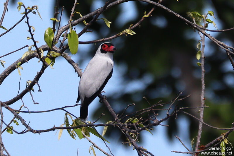 Masked Tityra male adult