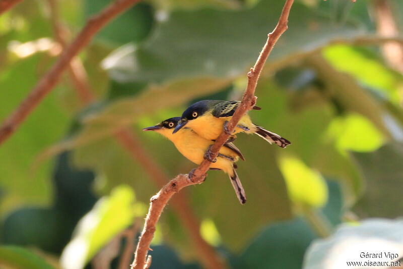 Common Tody-Flycatcheradult