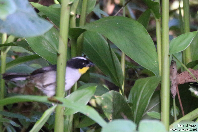 White-naped Brushfinchadult