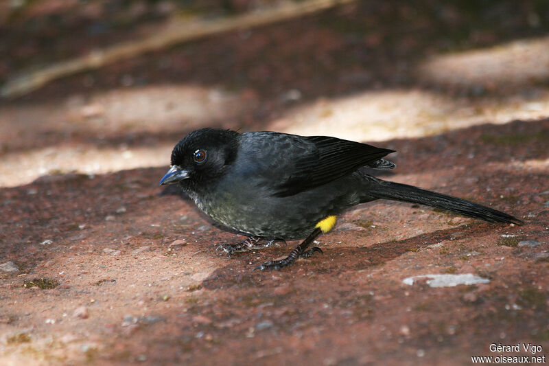 Yellow-thighed Brushfinchadult