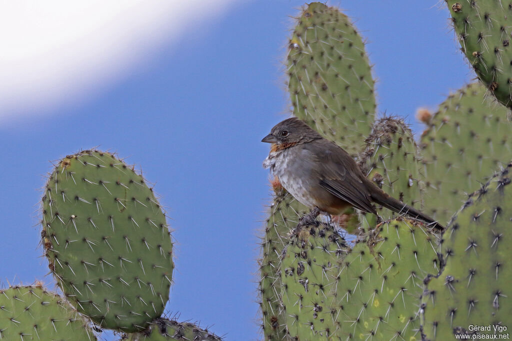 White-throated Towhee