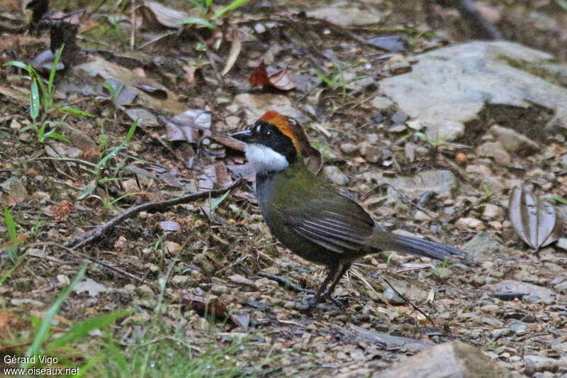 Tohi à nuque bruneadulte, identification