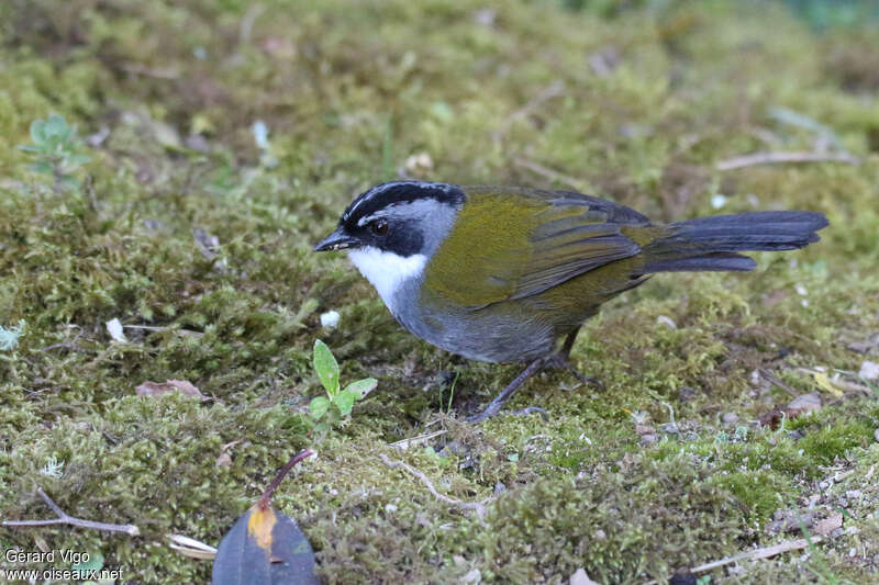 Grey-browed Brushfinchadult, eats