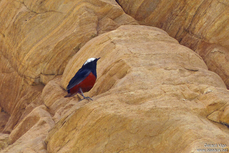 Torrentaire à calotte blancheadulte