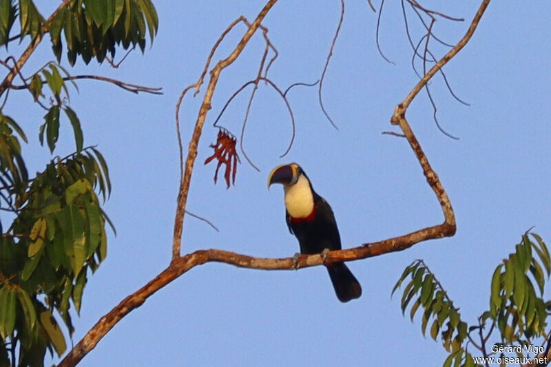 Toucan à bec rougeadulte