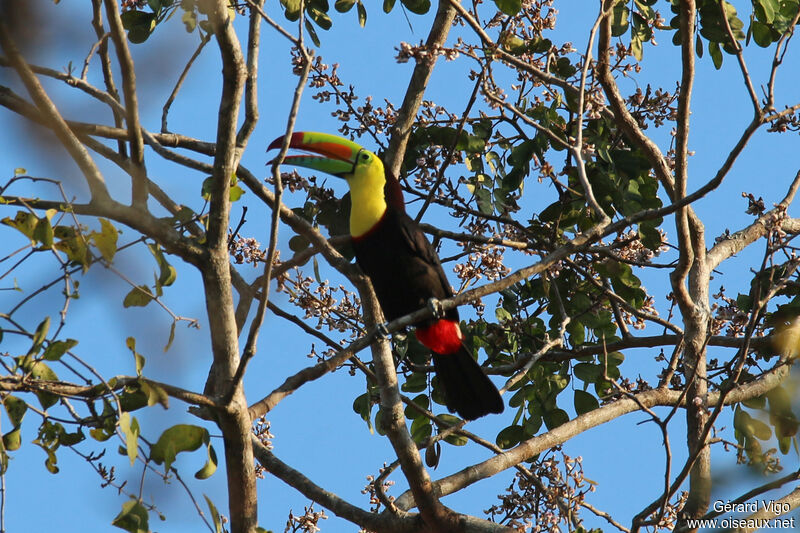 Toucan à carèneadulte