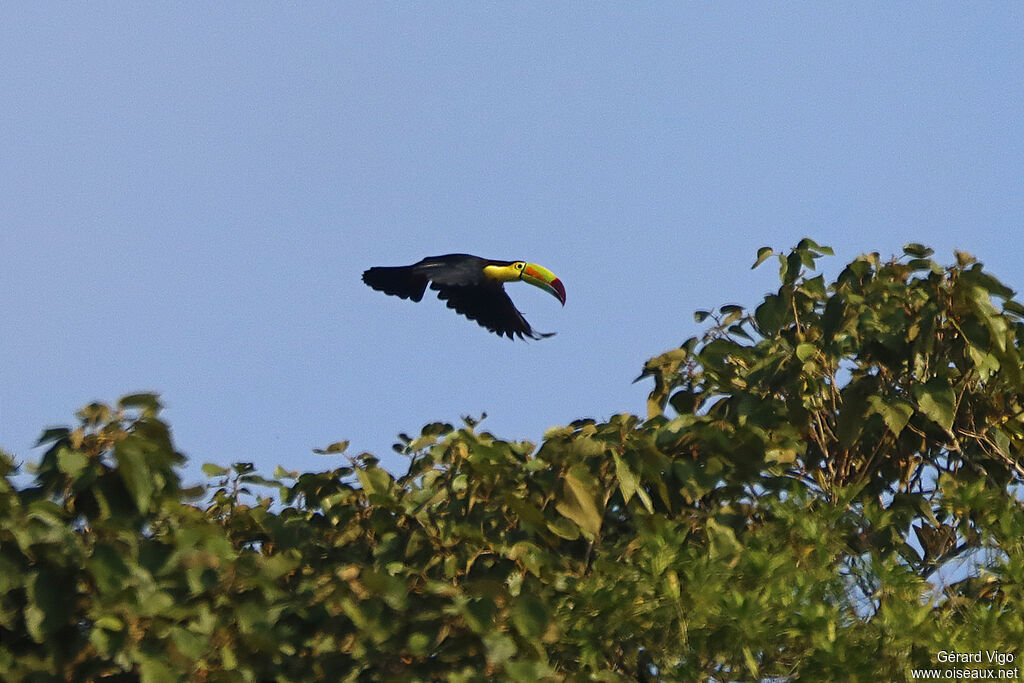 Toucan à carène