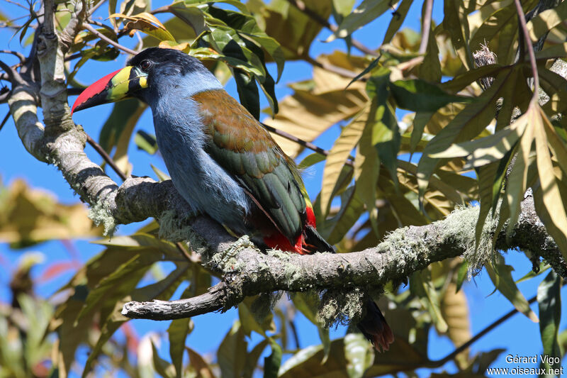 Toucan bleuadulte