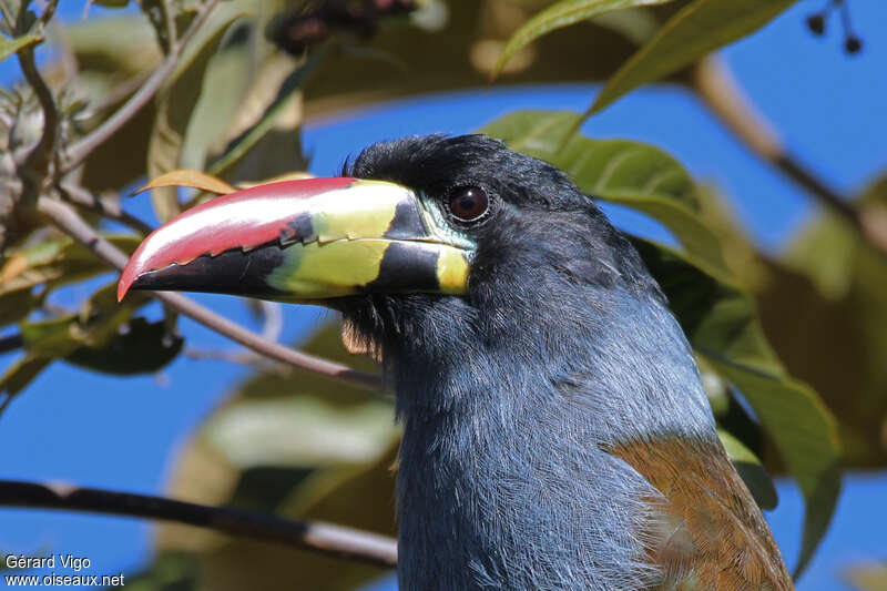 Grey-breasted Mountain Toucanadult, close-up portrait