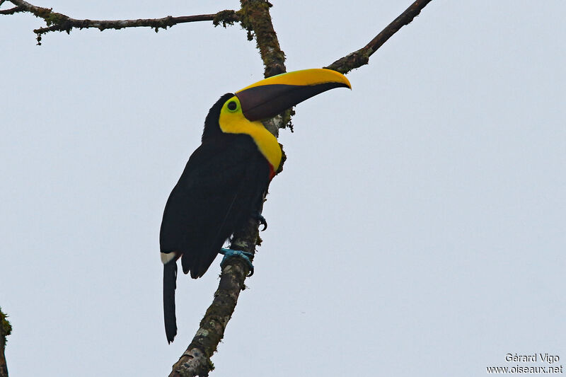 Choco Toucanadult