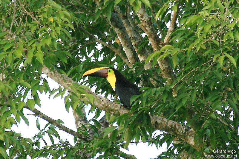 Toucan tocardadulte