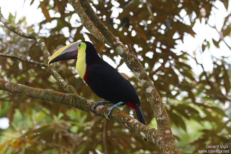 Toucan tocardadulte