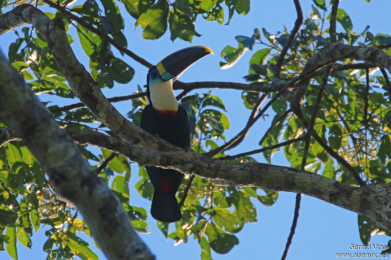 Toucan vitellinadulte