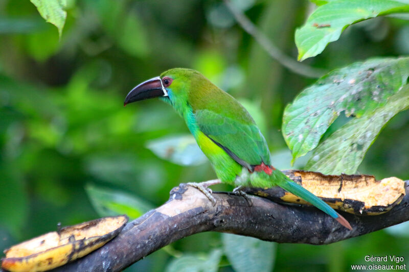 Toucanet à croupion rougeadulte