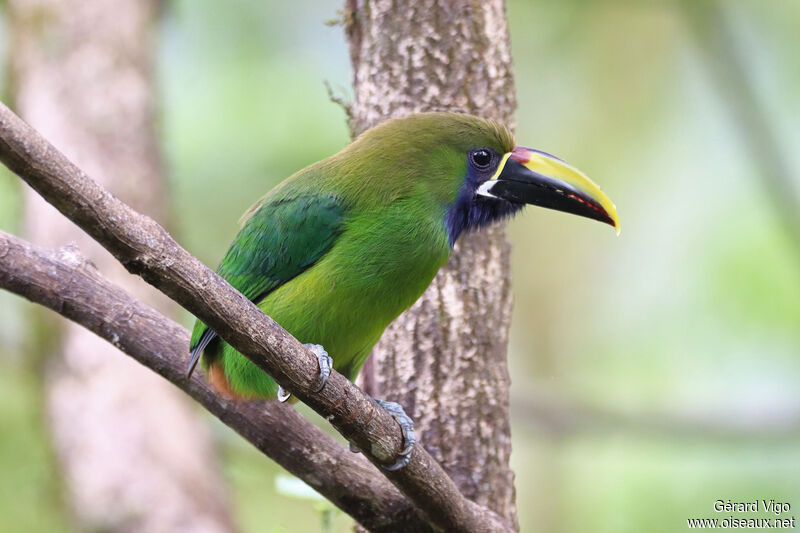 Toucanet à gorge bleueadulte