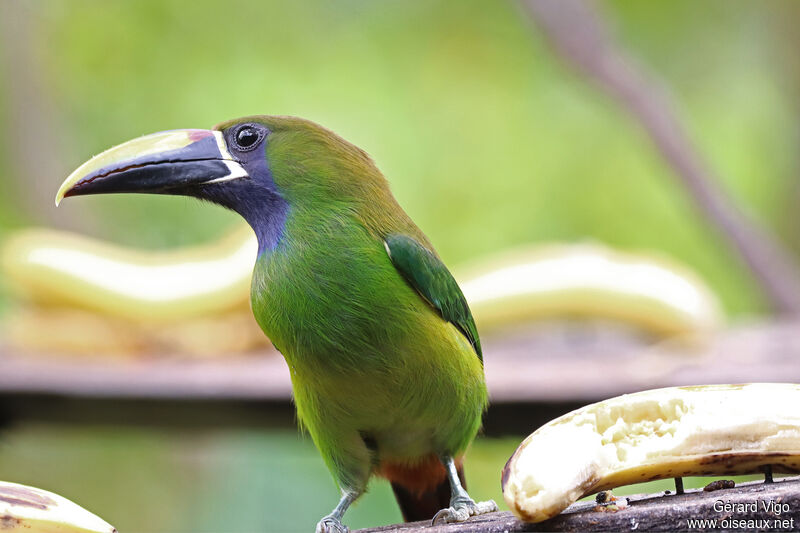 Toucanet à gorge bleueadulte