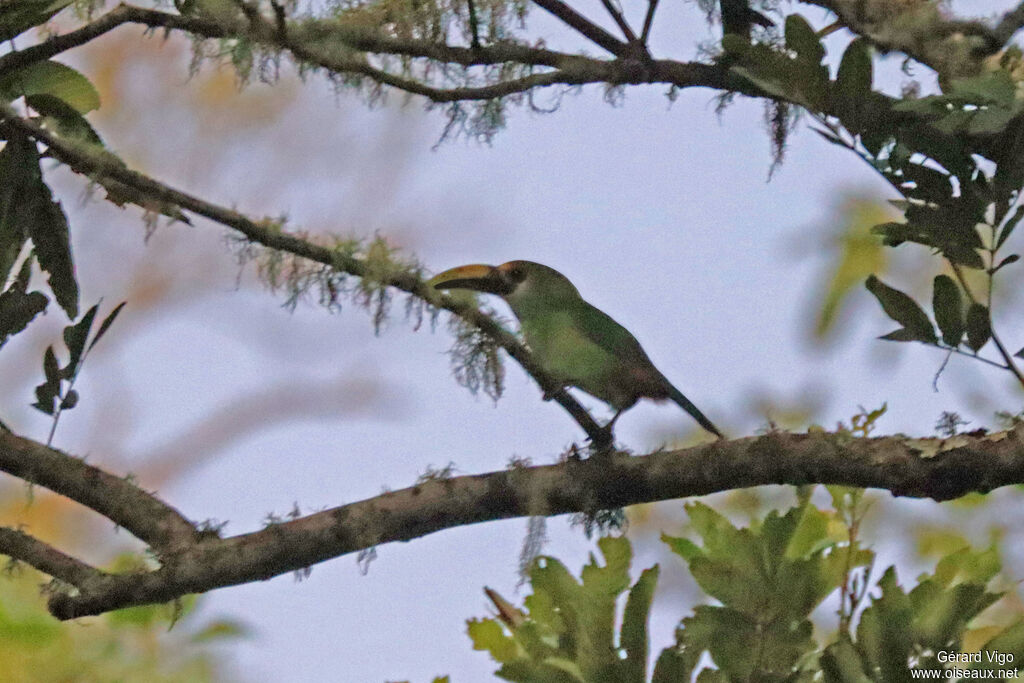Emerald Toucanet
