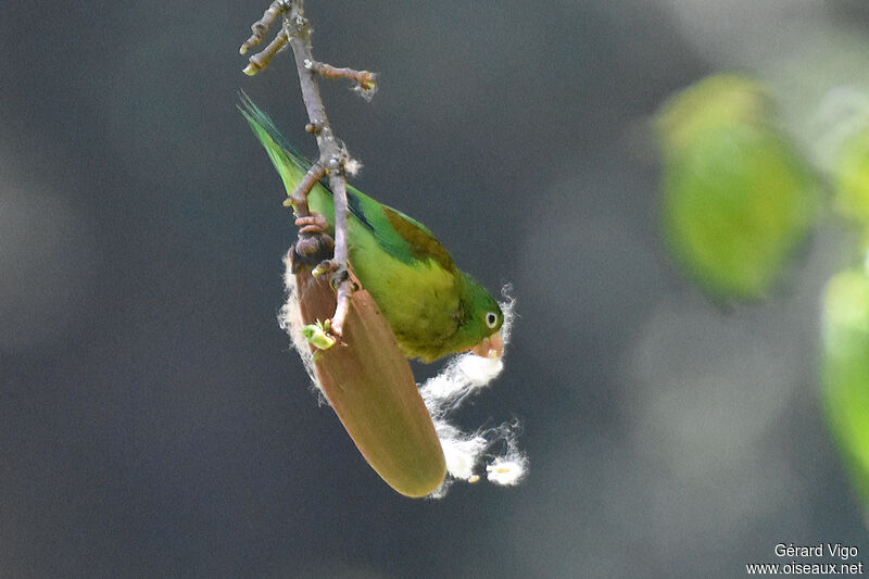 Orange-chinned Parakeetadult